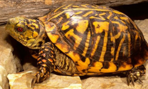 科普：湾岸箱龟和缘能混养吗？