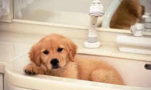 小狗打完第三针多少天可以洗澡？主人要知道