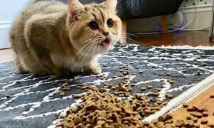 猫吐了一堆软化的猫粮是怎么回事？这里可以了解~