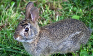 每日一问：兔子是哺乳动物吗？