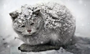 为什么猫在冬天的夜里叫？看完你就知道了
