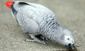 今日分享：非洲灰鹦鹉好养吗？