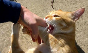 猫为什么会突然抱你手咬你？它在表达这些情绪