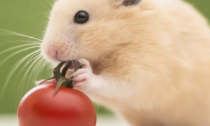 仓鼠可以吃生/熟西红柿吗？