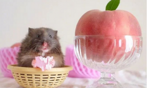 仓鼠可以吃水蜜桃吗？为什么？