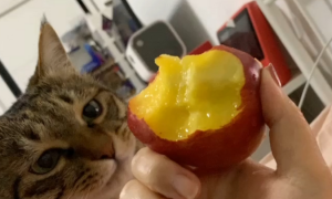 猫咪可以吃桃子吗？为什么？