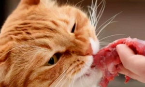 猫咪的美食宝典：滋养身心的健康饮食—养猫人必知三