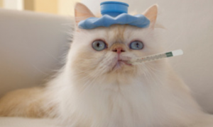 猫病毒性鼻支气管炎的防治！