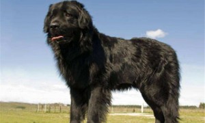 世界上最大的十种狗狗