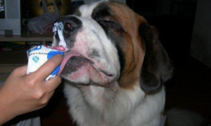 狗可以吃酸奶吗