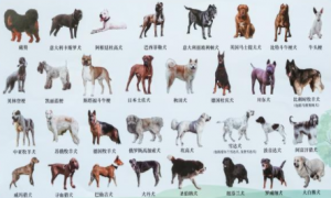 十大禁养犬名单