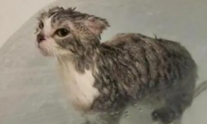 猫要洗澡吗?多少时间洗一次
