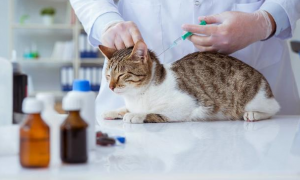 猫要打什么疫苗