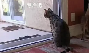 主人发现阳台门被打开，看了监控后愣住了：这猫成精了？