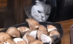 主人吃火锅，猫咪只能在包里看，一脸的委屈：我就只配闻味吗