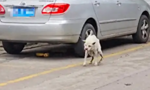 一只天生残疾的狗狗，在马路上乱跑流浪，但它竟然还是有主人的