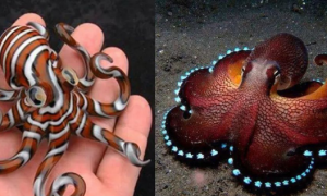 世界上十大最美章鱼，个人觉得第7种最好看