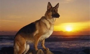 警界常见的五种警犬，有勇有谋，个个都是猛将