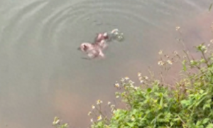 小狗不小心掉进河里，眼看着精疲力尽要溺水了，船员赶到救了它！