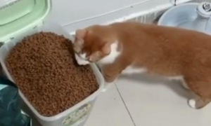这只橘猫一次吃“一桶”粮，网友：难怪橘猫会长那么胖！