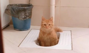 捡了一只流浪猫，它还会自己上厕所，真的太乖巧了