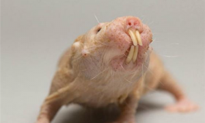 裸滨鼠基因真社会性动物-裸滨鼠为什么没有癌症-裸滨鼠来自新世界