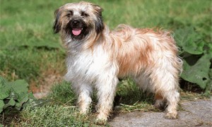 比利牛斯牧羊犬的价格-比利牛斯山犬价格-benji狗明星去世