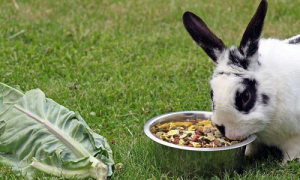 兔粮品牌-兔粮成分-兔粮价格