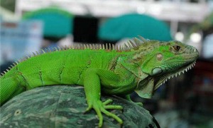 绿鬣蜥怎么读-绿鬣蜥是保护动物吗-绿鬣蜥咬人吗