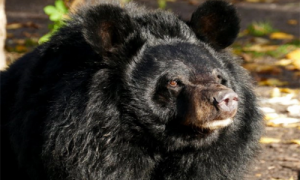 黑熊寿命-黑熊价格-黑熊怎么分公母