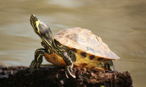 黄耳龟一直放在深水里可以吗-黄耳龟能长多大-黄耳龟和巴西龟区别