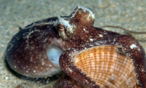 章鱼的智商-章鱼的天敌-章鱼介绍资料