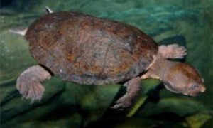澳洲短颈龟吃什么-澳洲短颈龟怎么分公母-澳洲短颈龟适合的温度
