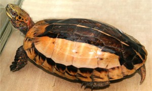 黄额闭壳龟能买到吗-黄额闭壳龟可以人工繁殖吗-黄额闭壳龟可以长多大