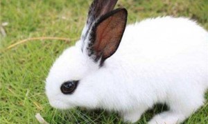 侏儒海棠兔多少钱一只-网上从哪儿买侏儒海棠兔-侏儒海棠兔好养吗