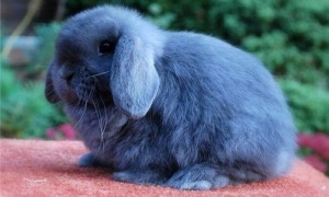 迷你垂耳兔多少钱一只-迷你垂耳兔能长多大-迷你垂耳兔怎么养