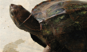 条颈摄龟是不是保护动物-条颈摄龟难养吗-条颈摄龟快大吗