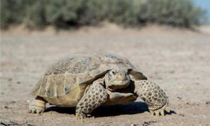 墨西哥地鼠龟的价格-墨西哥地鼠龟哪里有买-墨西哥地鼠龟多长
