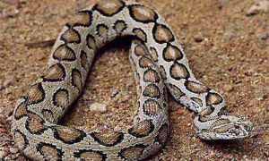 被圆斑蝰蛇咬了有救吗-圆斑蝰蛇是保护动物吗-圆斑蝰蛇为什么很恐怖