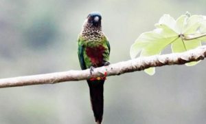 彩绘锥尾鹦鹉是几级保护动物-彩绘锥尾鹦鹉叫声-彩绘锥尾鹦鹉英语怎么读