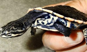 花面蟾龟是国家保护动物吗-花面蟾龟冬眠怎么处理-花面蟾龟要深水养吗