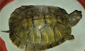 中美洲河龟价格-中美洲河龟寿命-中美洲河龟认主人吗