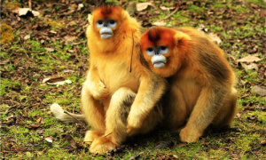 川金丝猴分布于我国的哪里-川金丝猴是几级保护动物-川金丝猴吃什么食物