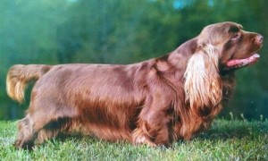 塞式猎犬价格-塞式猎犬在哪买到-塞式猎犬图片