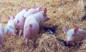 内蒙古白猪生产工艺流程图-内蒙古白猪优缺点-养二十头内蒙古白猪成本利润