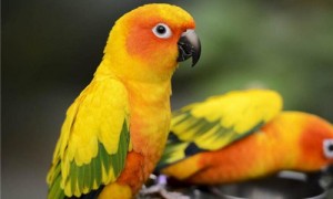 金黄锥尾鹦鹉能养吗-金黄锥尾鹦鹉什么时候繁殖-金黄锥尾鹦鹉会说话吗