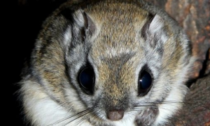 小飞鼠和蜜袋鼯区别-小飞鼠优点-小飞鼠饲养要求
