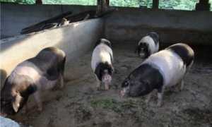 皖南花猪繁殖征兆是什么-皖南花猪种猪场在哪里-皖南花猪在哪里买