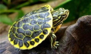 东部网目鸡龟为什么那么贵-东部网目鸡龟离开水能活多久-东部网目鸡龟吃什么