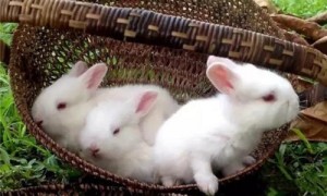 日系安格拉兔长多大-日系安格拉兔是日本的吗-日系安格拉兔温顺吗